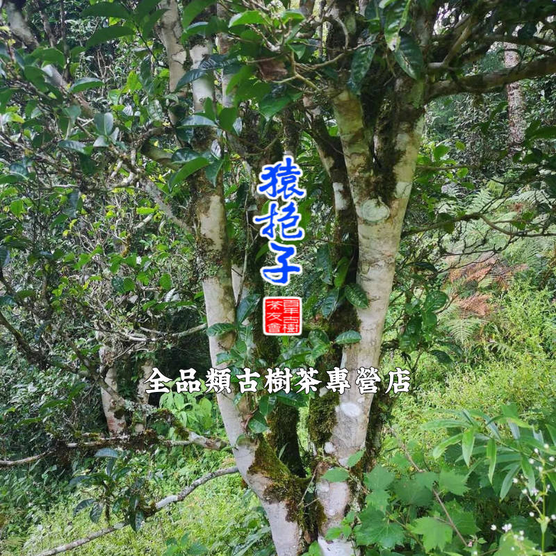 只限香港地區 1 1