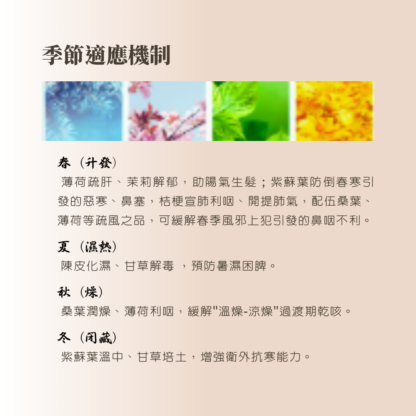【老德燕® 宣清蘇葉茶】台灣天然漢方養生茶飲｜養肺潤燥・四季調護｜桔梗x桑葉x紫蘇葉｜30袋組 - Image 6